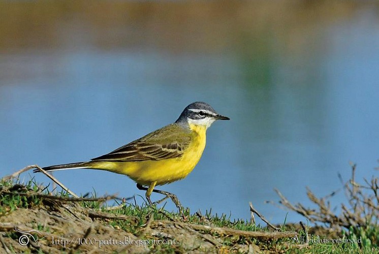 Grez wagtail