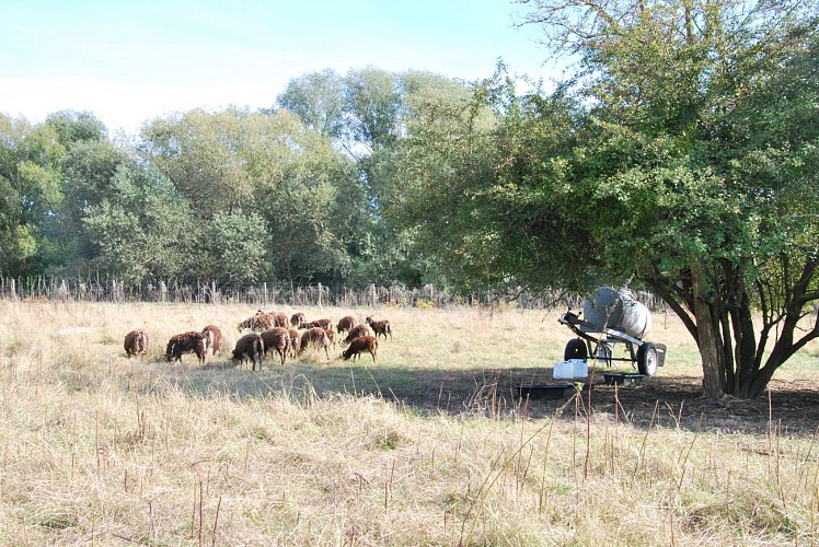 Municipal meadow of Le Mesnil