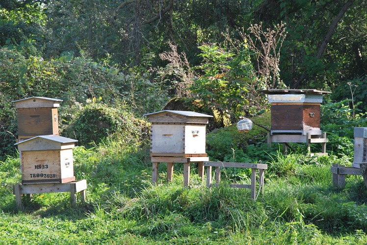 Prairie communale du Mesnil