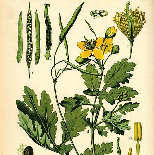 Greater Celandine