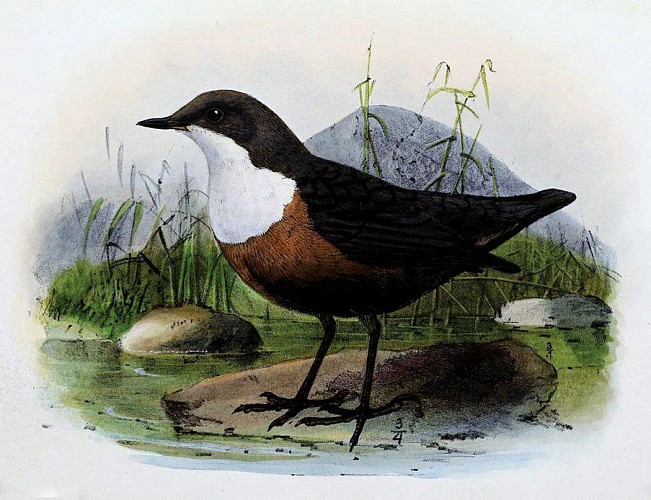 White-throated dipper