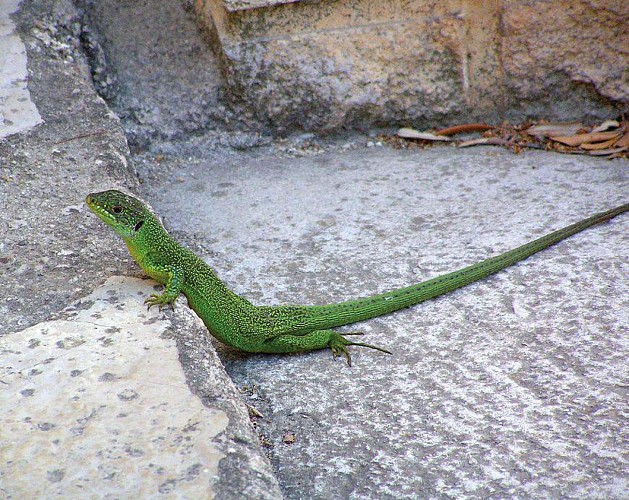 Western green lizard