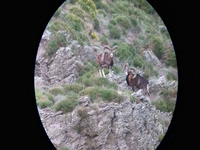 Observatoire de la faune sauvage et du Mouflon