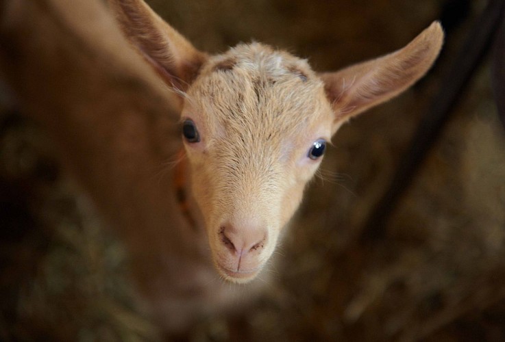 GAEC Les Roches Fleuries