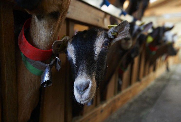 GAEC Les Roches Fleuries