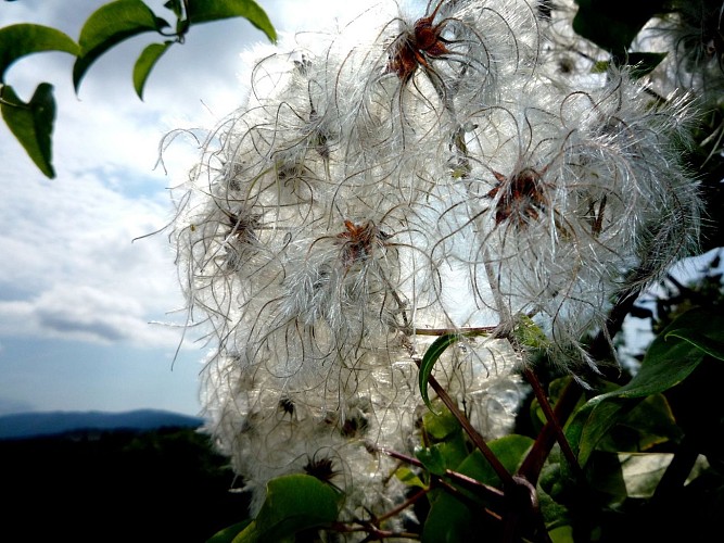 Causse Bégon