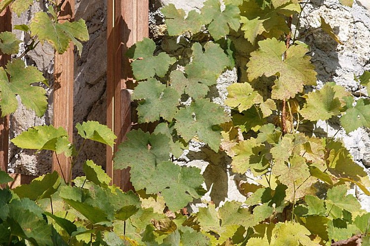 Le vigne di Aisone