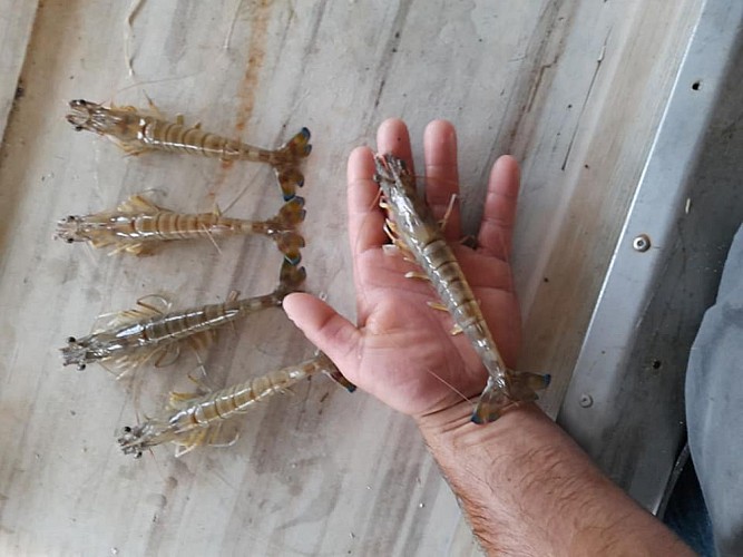 Vente directe d'huîtres, Halieutis sea food