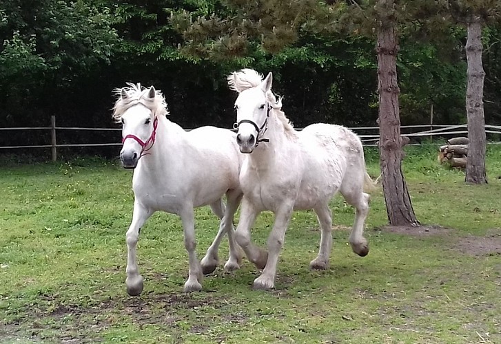 Chambres d'hôtes "La Chaumière Enchantée" à Tiercé