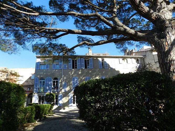 Arbre Remarquable / Le pin parasol de la Maison des Frères
