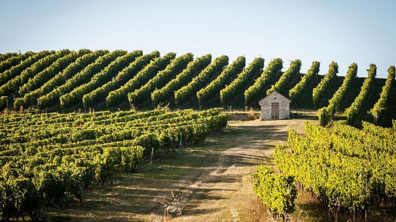 Cellar of the vinegrowers' Union.