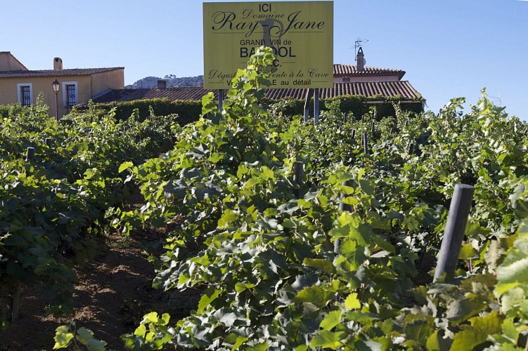 Wine domain Ray Jane