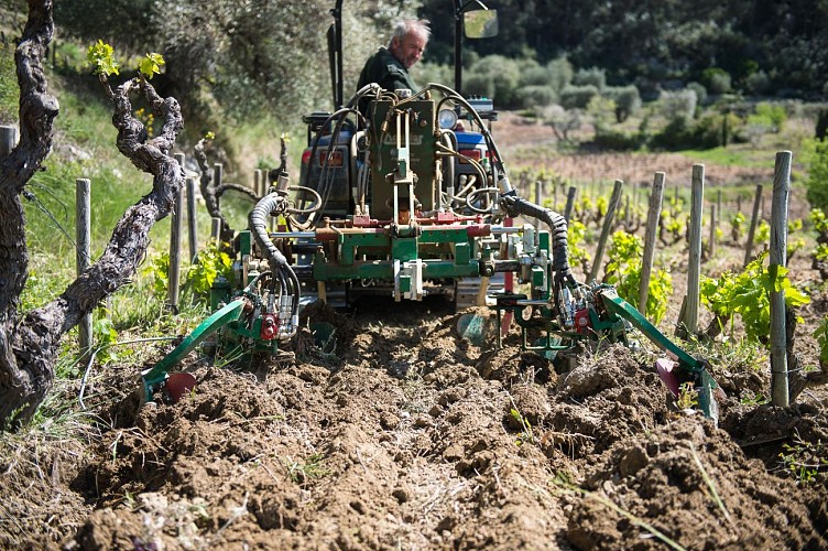 Wine domain Ray Jane