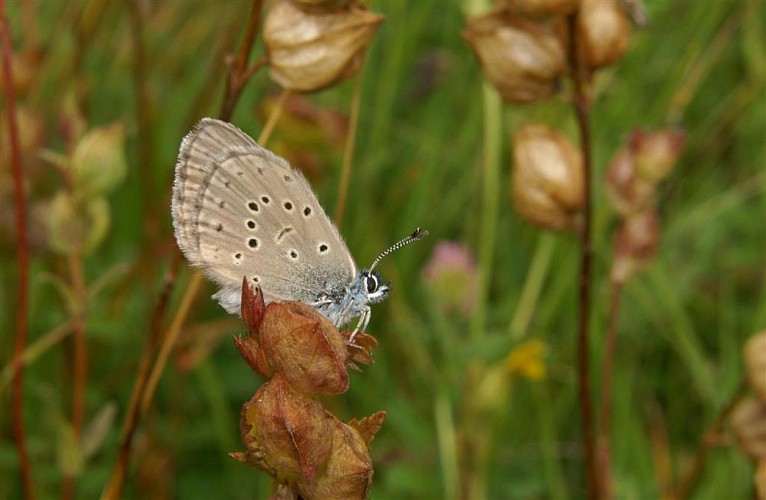 Tourbière de Jouvion Nord