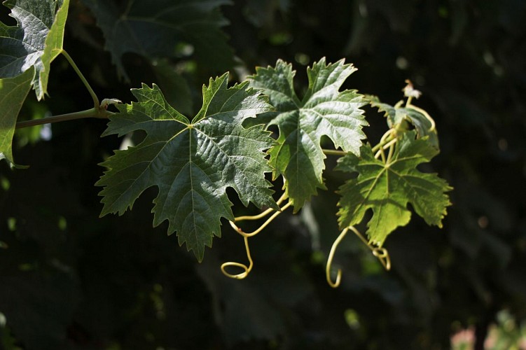 Domaine de l'Estagnol