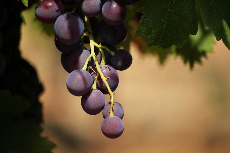 Domaine de l'Estagnol