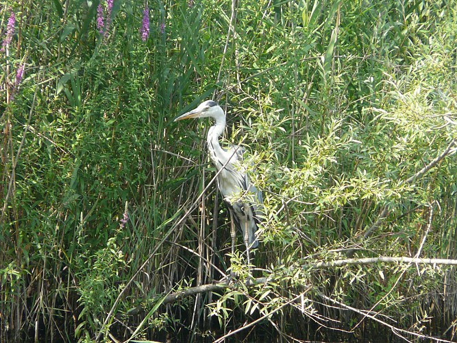 Parc naturel départemental de Vaugrenier