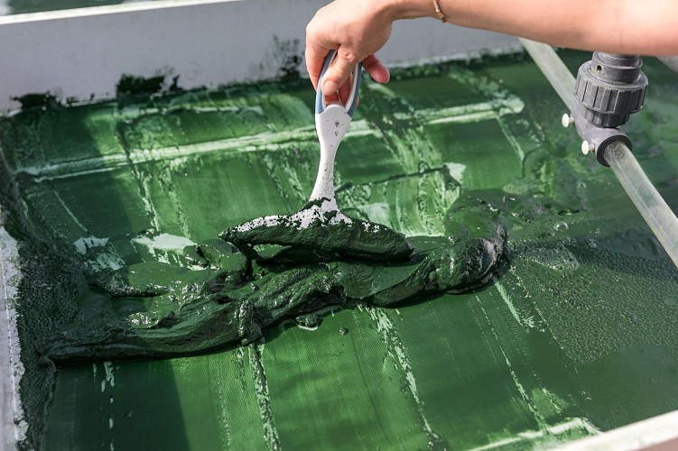 Algazur - Spiruline de la Ferme d'Alon