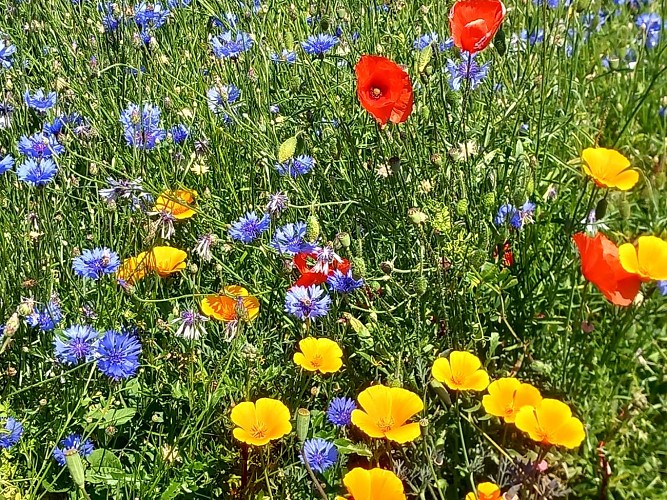 Jardin botanique de la Charme