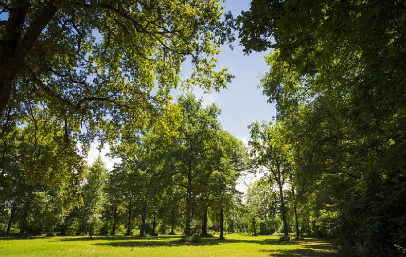 Save Sensitive Natural Area, Forêt de la Laurentière sector