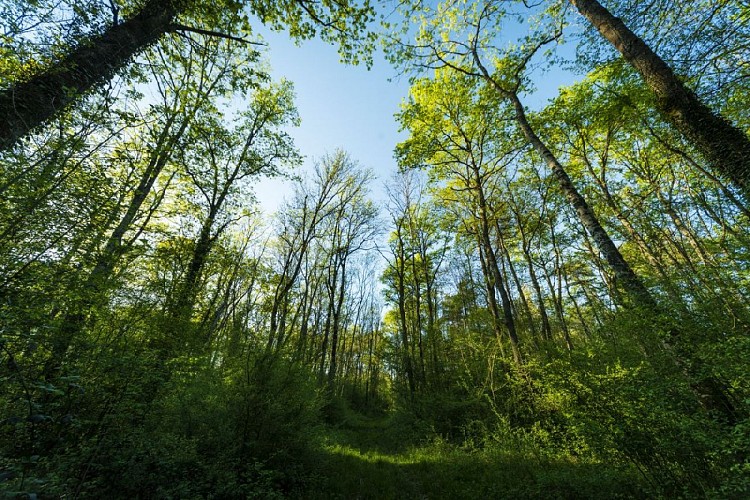 Save Sensitive Natural Area, Forêt de la Laurentière sector