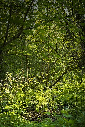 Save Sensitive Natural Area, Forêt de la Laurentière sector