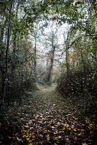 Save Sensitive Natural Area, Forêt de la Laurentière sector