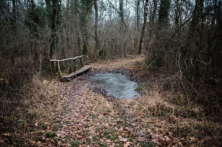 Save Sensitive Natural Area, Forêt de la Laurentière sector