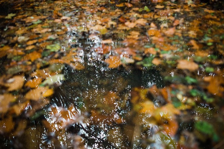 Espace Naturel Sensible de la Save - Secteur de la Forêt de la Laurentière