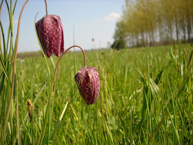 Large Val de Saône meadow