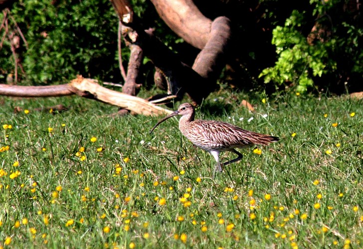 Large Val de Saône meadow