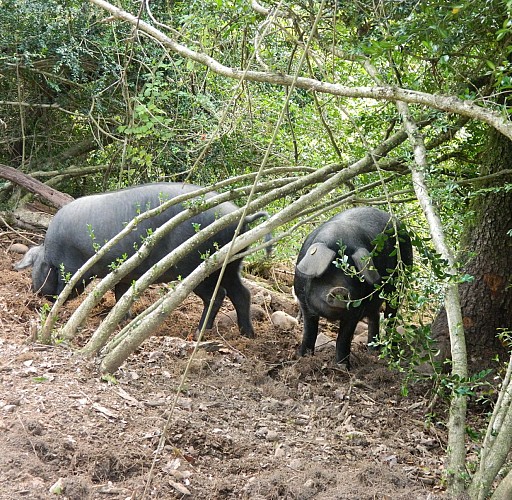 La Ferme du Chapiron