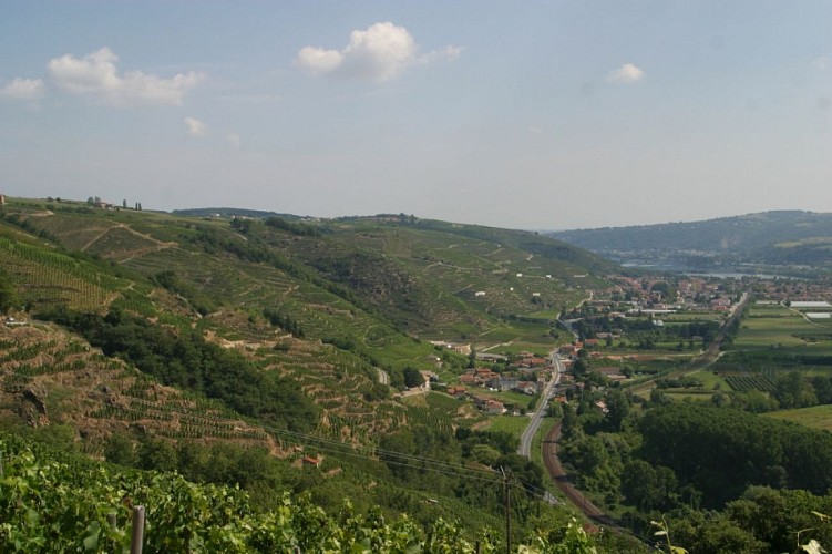 Côtière rhodanienne AOP Ampuis