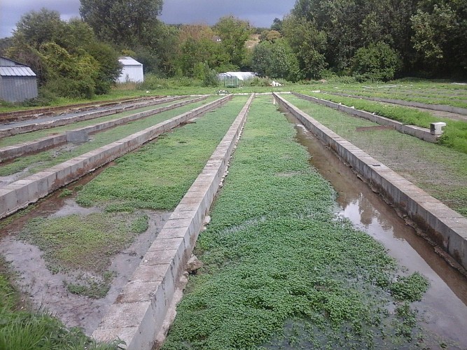 La Cressonnière de l'Alouette