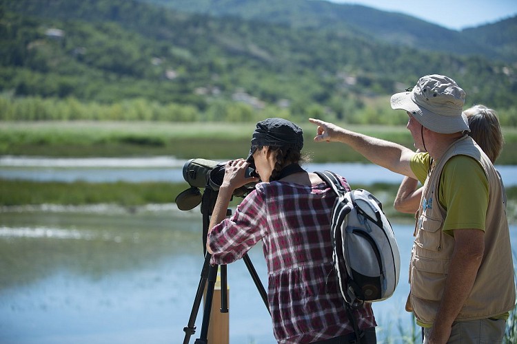 Discover the Ornithological site