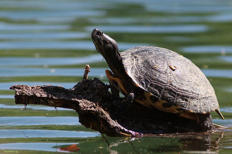 La zona naturale del Lago