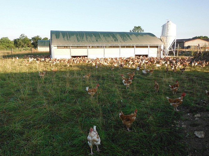 Richard's poultry farm