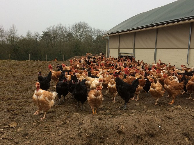 Richard's poultry farm