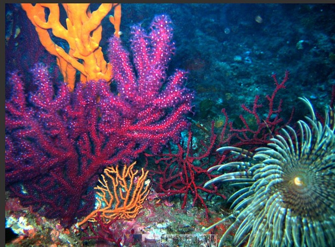 First dive - Azur Plongée