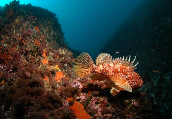 First dive - Azur Plongée