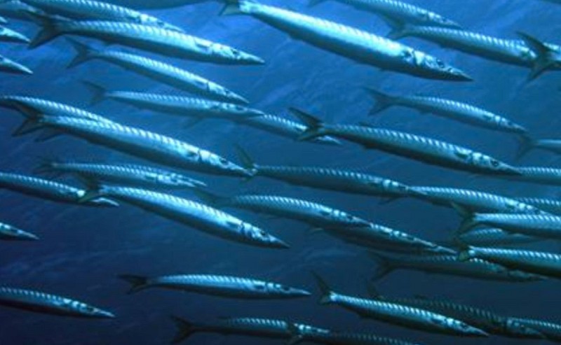 Baptême de plongée - Azur Plongée