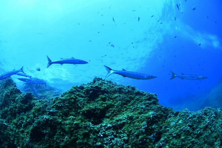 Découverte : Baptême de plongée - Lecques Aquanaut
