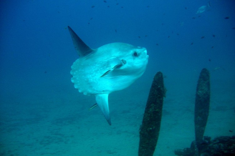 Découverte : Baptême de plongée - Lecques Aquanaut