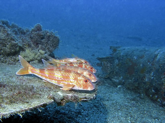 Découverte : Baptême de plongée - Lecques Aquanaut