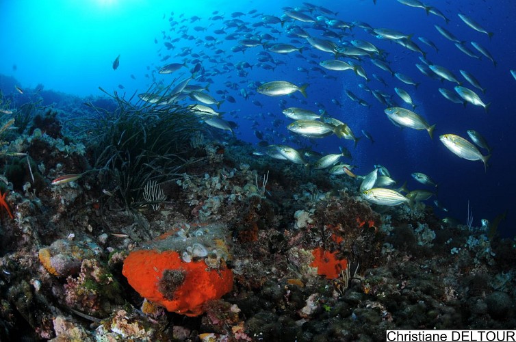 Découverte : Baptême de plongée - Lecques Aquanaut