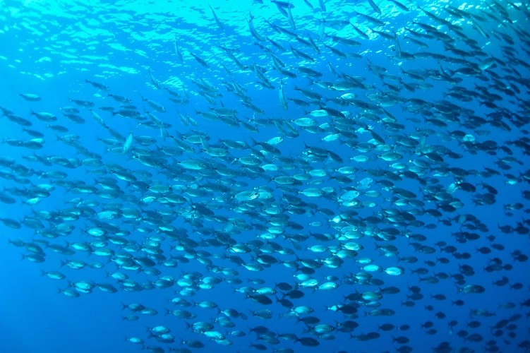 Découverte : Baptême de plongée - Lecques Aquanaut