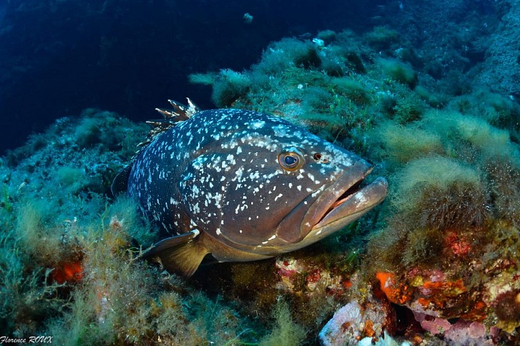 Découverte : Baptême de plongée - Lecques Aquanaut