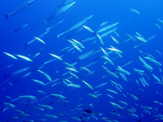 Découverte : Baptême de plongée - Lecques Aquanaut