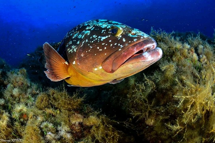 Erkundungen  - Lecques Aquanaut