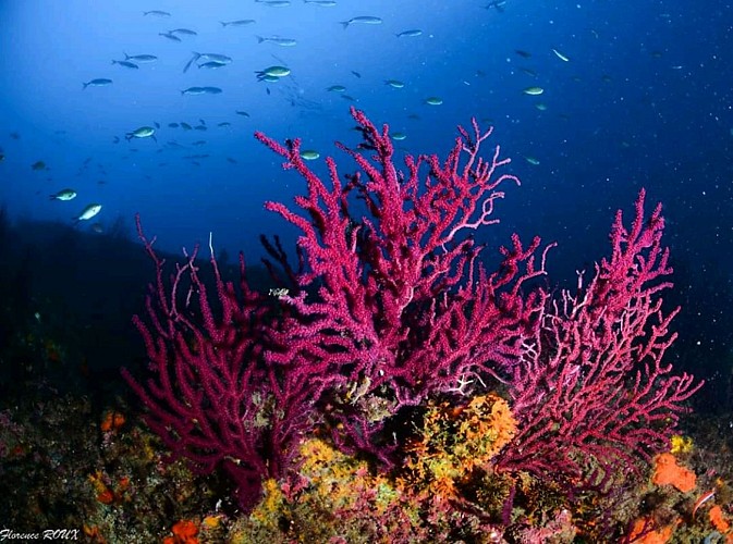 Erkundungen  - Lecques Aquanaut